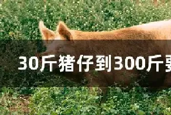 30斤猪仔到300斤要多久