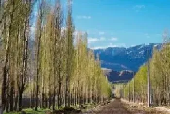 居住区绿化乔木与灌木种植间距