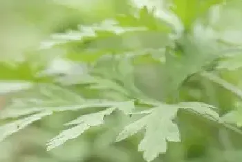 蜈蚣怕什么植物