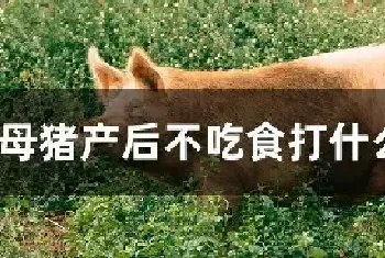 母猪产后不吃食打什么针最好