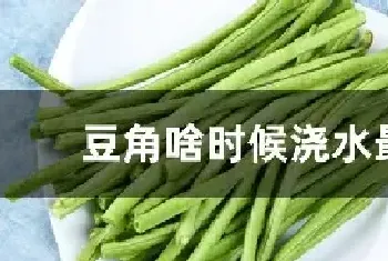 豆角啥时候浇水最好