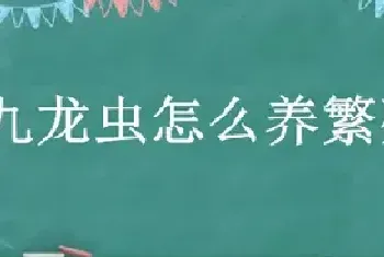 九龙虫怎么养繁殖最快