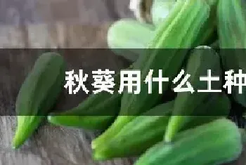 秋葵用什么土种植