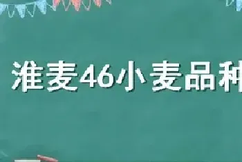 淮麦46小麦品种简介