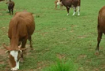 肉牛繁殖一次多少头