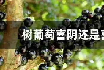 树葡萄喜阴还是喜阳