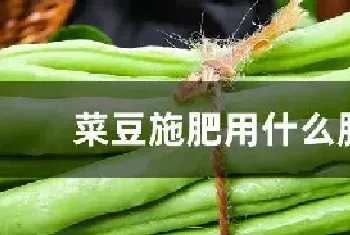 菜豆施肥用什么肥料