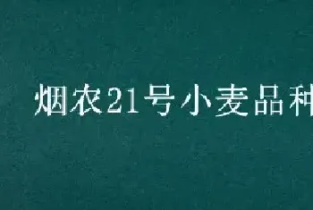 烟农21号小麦品种介绍