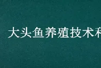 大头鱼养殖技术和密度