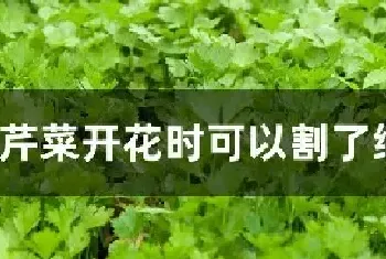 芹菜开花时可以割了继续长吗