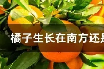 橘子生长在南方还是北方