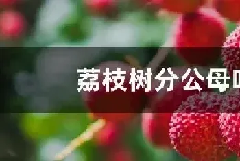 荔枝树分公母吗