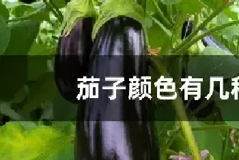 茄子颜色有几种