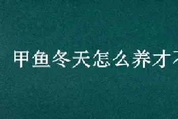 甲鱼冬天怎么养才不会死