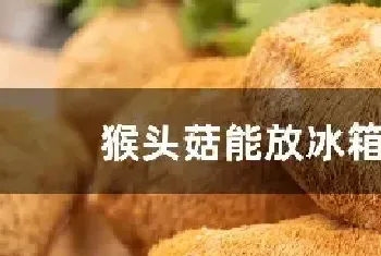 猴头菇能放冰箱吗