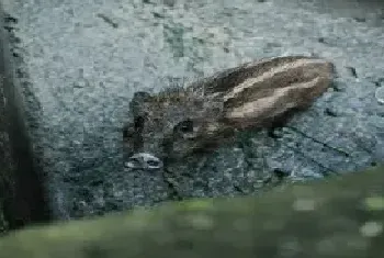 野猪吃什么食物