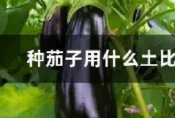 种茄子用什么土比较好