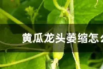 黄瓜龙头萎缩怎么治