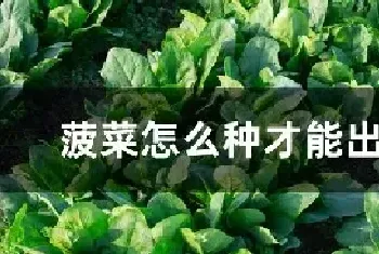 菠菜怎么种才能出得好