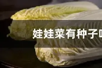 娃娃菜有种子吗