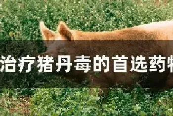 治疗猪丹毒的首选药物是什么