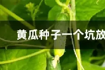 黄瓜种子一个坑放几粒