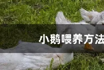 小鹅喂养方法