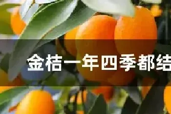 金桔一年四季都结果吗