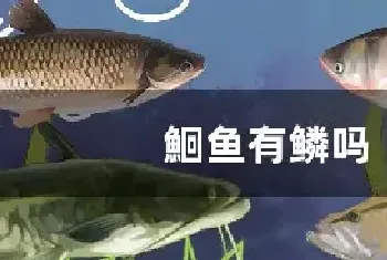 鮰鱼有鳞吗