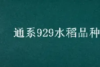 通系929水稻品种介绍