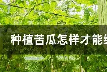 种植苦瓜怎样才能结瓜多