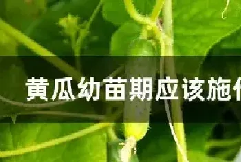 黄瓜幼苗期应该施什么肥