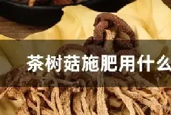 茶树菇施肥用什么肥料