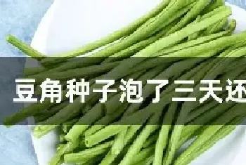 豆角种子泡了三天还能种吗