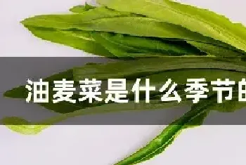 油麦菜是什么季节的蔬菜