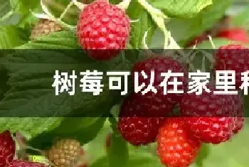 树莓可以在家里种吗