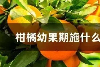 柑橘幼果期施什么肥料