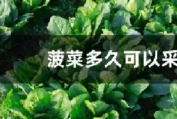 菠菜多久可以采收