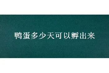 鸭蛋多少天可以孵出来