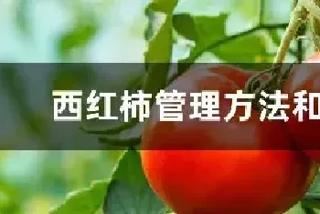 西红柿管理方法和过程