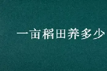 一亩稻田养多少甲鱼