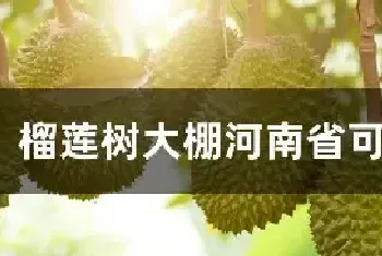 榴莲树大棚河南省可以种吗