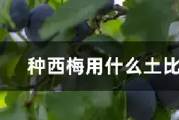 种西梅用什么土比较好