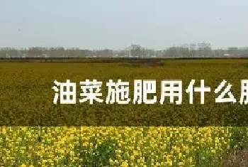 油菜施肥用什么肥料