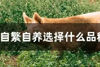 自繁自养选择什么品种母猪好