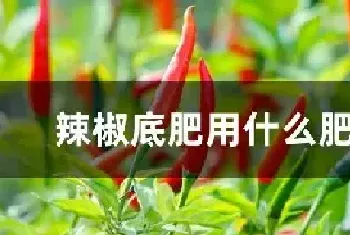 辣椒底肥用什么肥料好