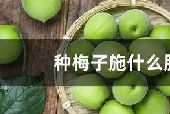 种梅子施什么肥