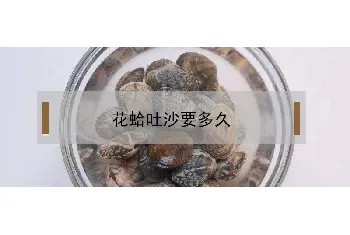 花蛤吐沙要多久