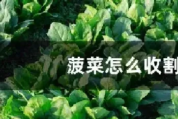 菠菜怎么收割