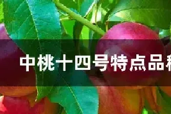 中桃十四号特点品种介绍